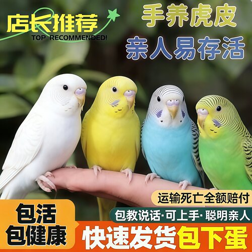 手养虎皮鹦鹉幼鸟会说话亲人粘人