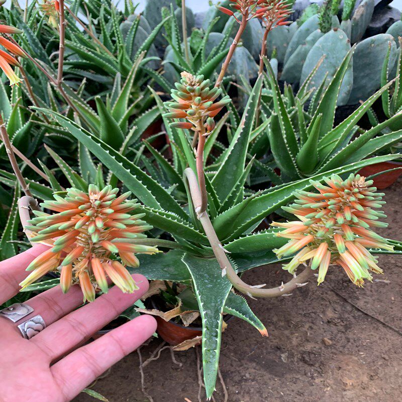 芦荟植物好望角芦荟开普芦荟海虎芦荟库拉索芦荟室内盆栽带花发货