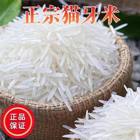 【超好吃】猫牙米新米长粒猫牙香米家用商用煮饭煲仔饭丝苗米大米