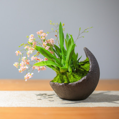 文心兰盆栽水培植物梦香兰室内花卉桌面盆栽好养植物秋冬开花绿植