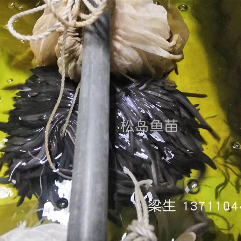 鳗鱼苗淡水养殖白鳝鱼苗 白鳗苗 河鳗苗花鳝苗可混养家鱼