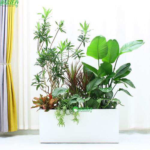 大型绿植隔断造景组合室内盆栽户外花箱植物庭院绿化