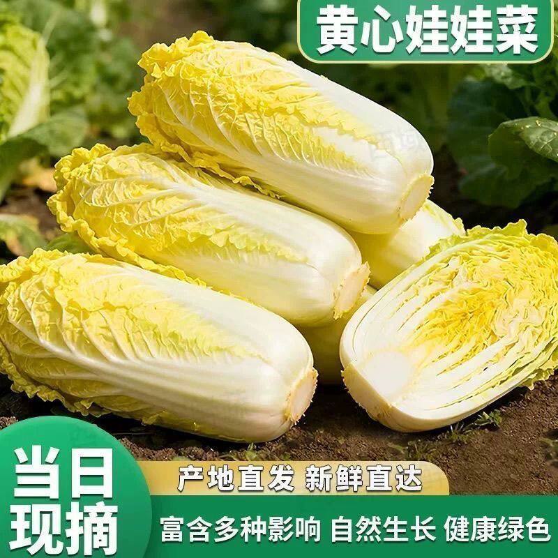 云南黄心娃娃菜新鲜现摘现发健康绿色当季蔬菜便宜生鲜叶菜类白菜