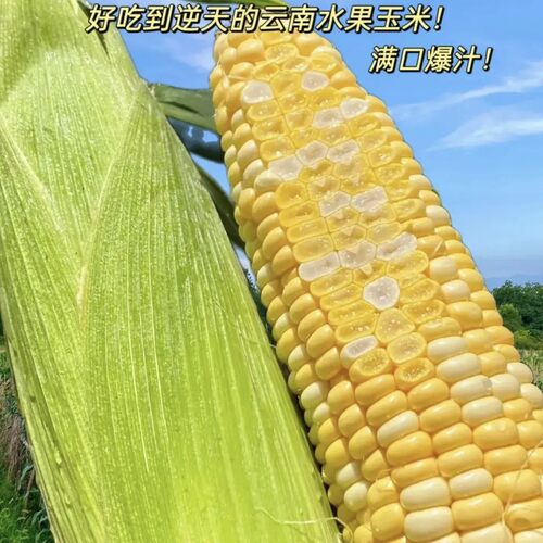 云南现摘甜嫩即食水果玉米
