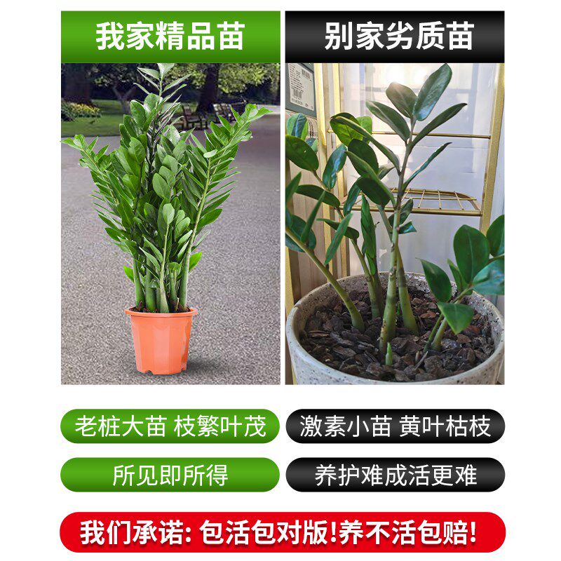 金钱树盆栽客厅大花盆旺宅树办公室内大型好养绿植物乔迁摇钱串子