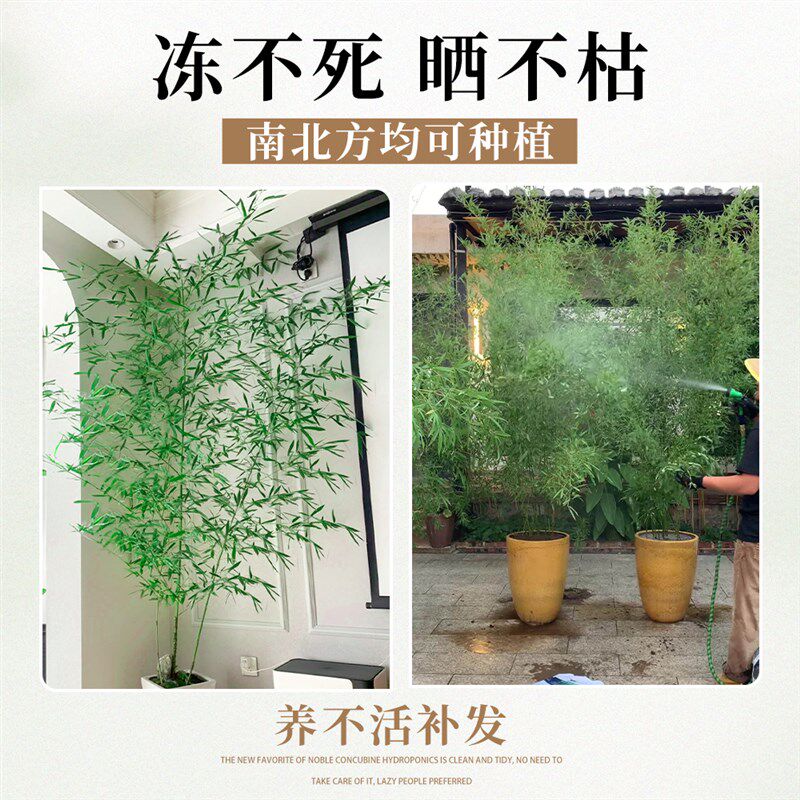 竹子盆栽室内客厅大花盆大型禄绿植真树落地摆件书房盆景四季好养