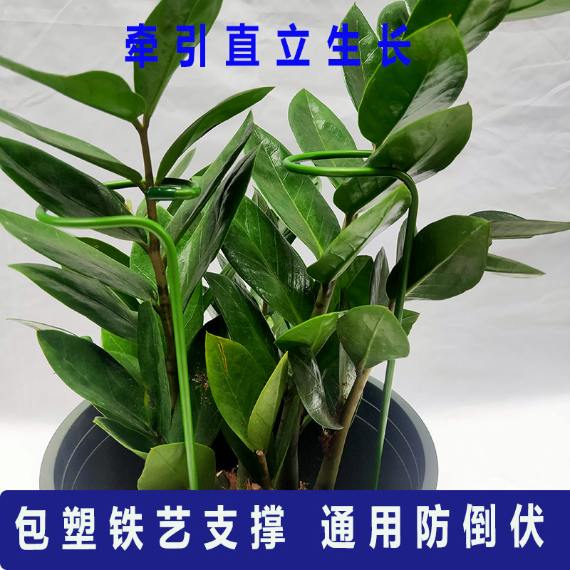 植物花卉室内花架包塑铁艺单杆防倒蝴蝶兰支架金钱树支撑架简约