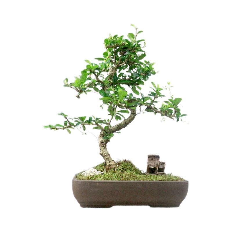 小叶福建茶盆栽茶桌精品小绿植摆件室内客厅办公桌植物桌面好养