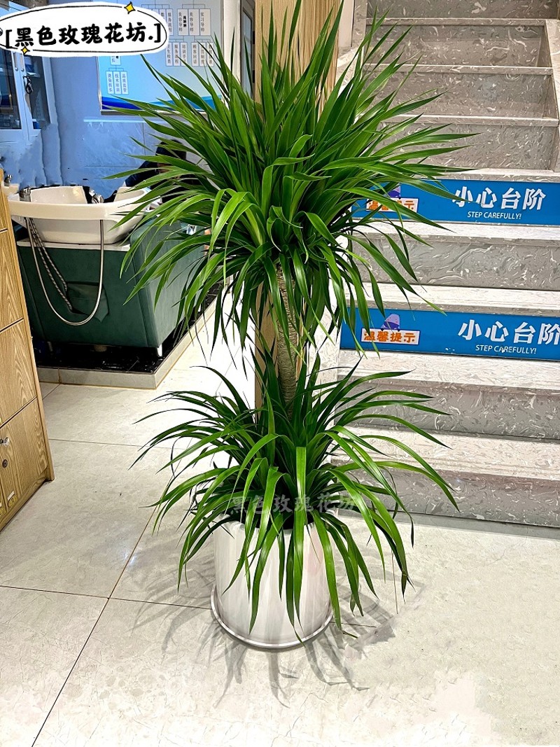 龙须树盆栽大型绿植室内客厅棒棒糖造型植物龙铁树盆栽办公室