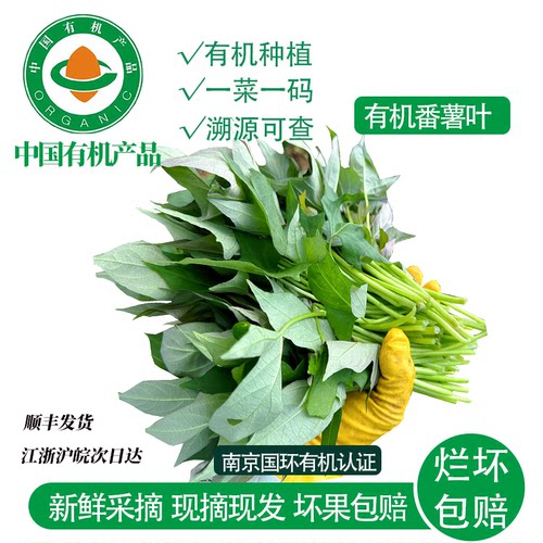 有机红薯嫩尖现摘顺丰包邮
