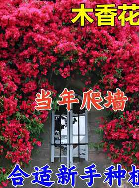 【下单立减50】红木香树苗四季开花爬藤禄植物黄木香花大苗庭院ZP