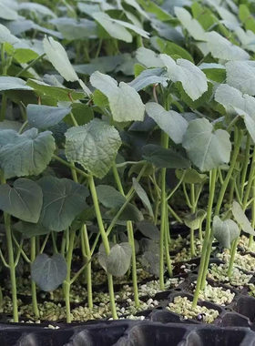 【下单立减50】水果秋葵苗秧苗黄红秋葵种苗带土阳台地载盆栽WZ