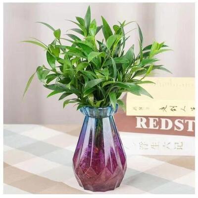 【下单立减50】水培竹柏室内绿植驱蚊净化空气好养活适合新手WZ