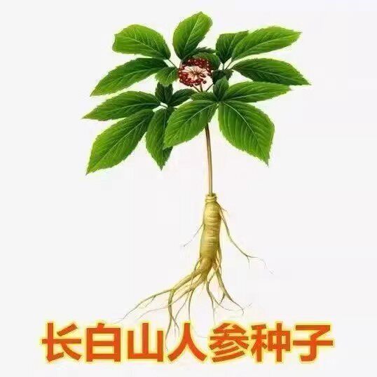 【下单立减50】人参种子长白山人参籽山参党参园参原装种子四季WZ