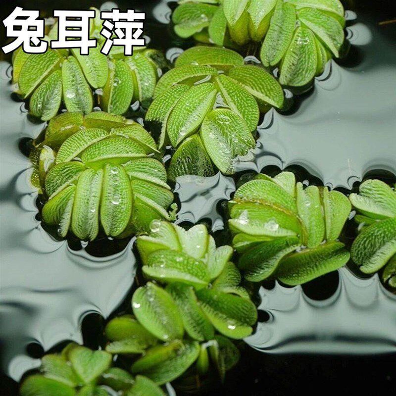 水芙蓉净化水质鱼缸池塘古法养鱼养龟水草水浮莲水上莲花造景植物