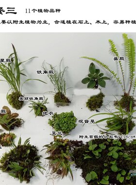 造景用植物热带雨林生态缸微景观室内景观素材套餐组合