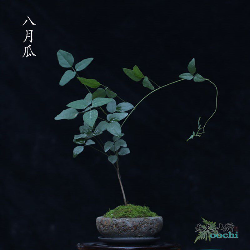 山野选集 八月瓜小盆景 藤本植物一年四季常绿茶席办公家居植物