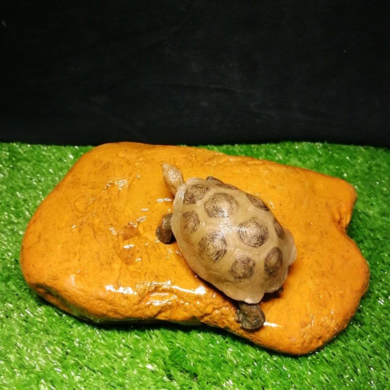 天然黄蜡石乌龟晒台 黄缘发色石 龟缸沉底爬山石头招财金钱龟用具