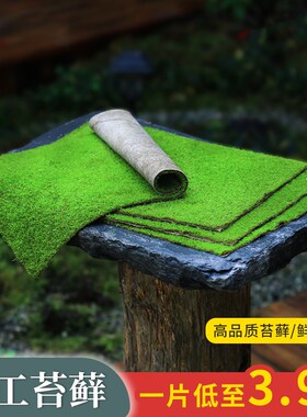 鲜活苔藓微景观盆景蒲面青苔纱布短绒小灰苔藓庭院草皮雨林水陆缸
