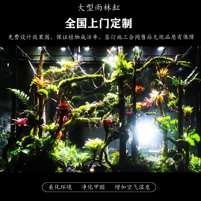 雨林缸定制承接大型热带雨林景观工程生态雨林水陆缸造景上门施工