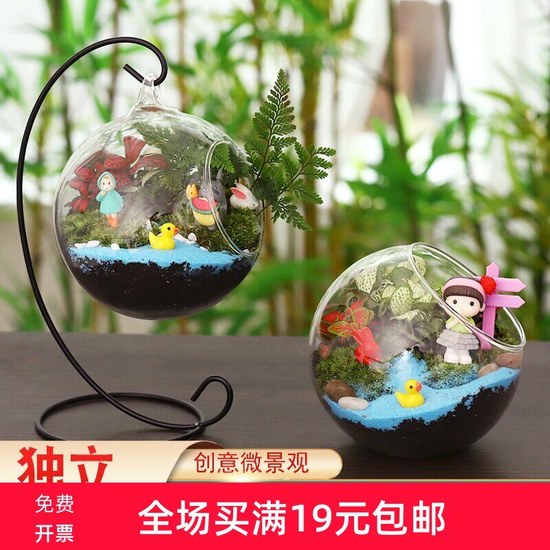 12cm苔藓新鲜植物迷你小盆栽 幼儿园桌面微景观生态玻璃瓶diy材料