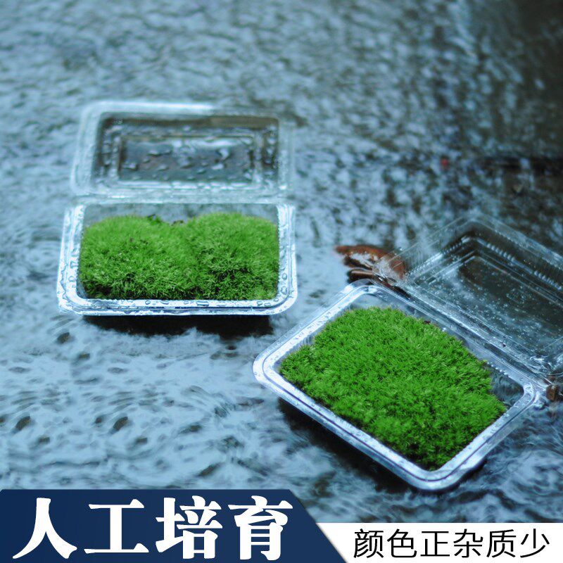 鲜活青苔绿植短绒白发苔藓真草皮微景观迷你盆景专用生态水缸植物