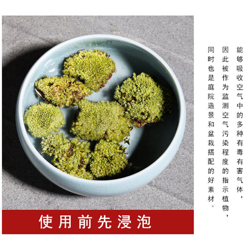 青苔苔藓小草植物 盆景假山造景盆栽 微景观diy材料配件 铺面装饰