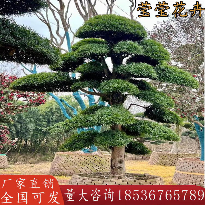 大型迎客松罗汉松大树庭院地景造型树日本黑松名贵盆景造型树别墅