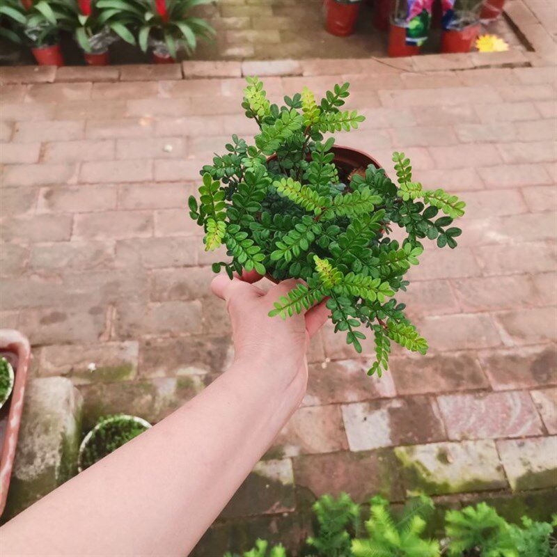 清香木景观植物盆景造景水陆缸雨林缸室内桌面喜水耐水水养