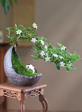 六月雪盆景悬崖红花茶桌禅意室内窗台小绿植物办公室茶几桌面盆栽