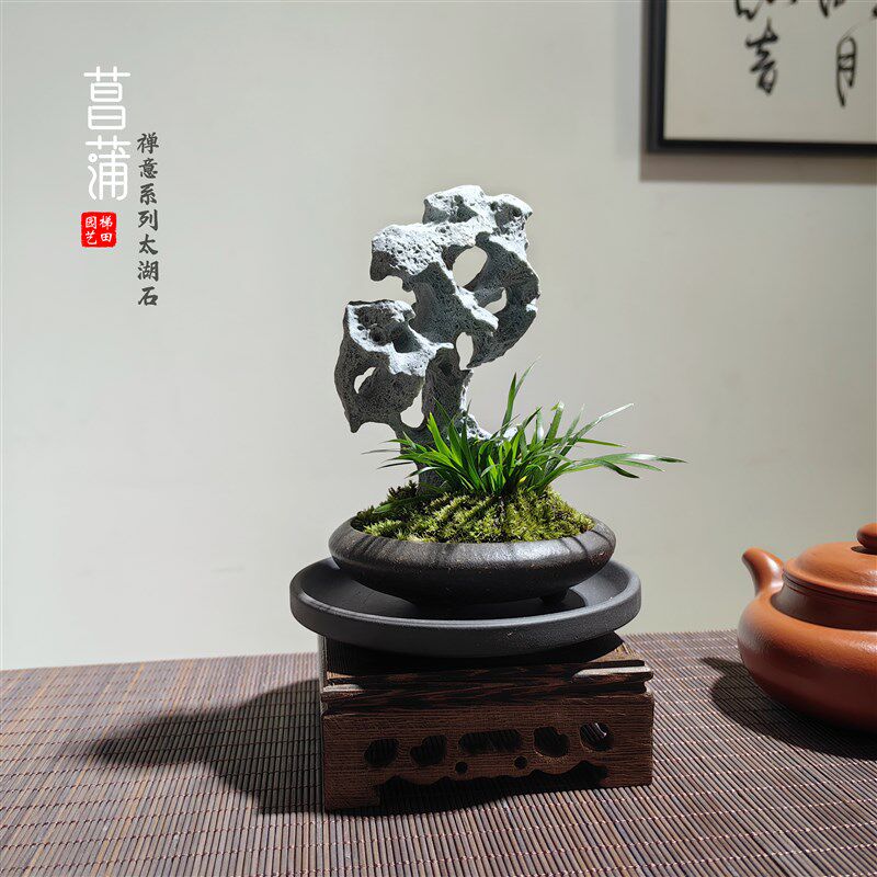 中式仿古附石菖蒲盆景仿真太湖石黄金姬造景四季常青茶台绿植摆件