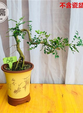 九里香盆景树桩 开花香味十里香七里香悬崖提根阳台庭院熟桩