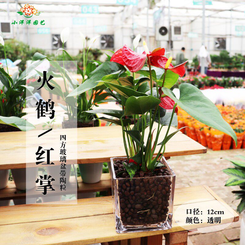 红掌 粉掌白掌一帆风顺火鹤 绿色植物观叶 盆栽花卉水培 居家室内