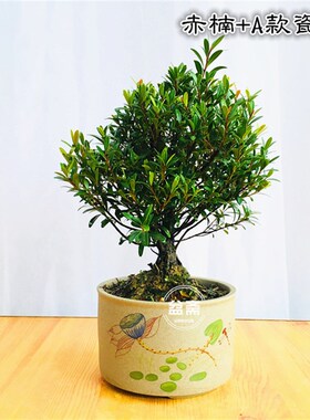 赤楠盆景植物树桩红杨金丝楠木盆栽办公室绿植四季常青开花香结果