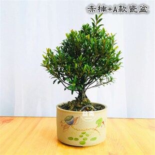 赤楠盆景植物树桩红杨金丝楠木盆栽办公室绿植四季常青开花香结果