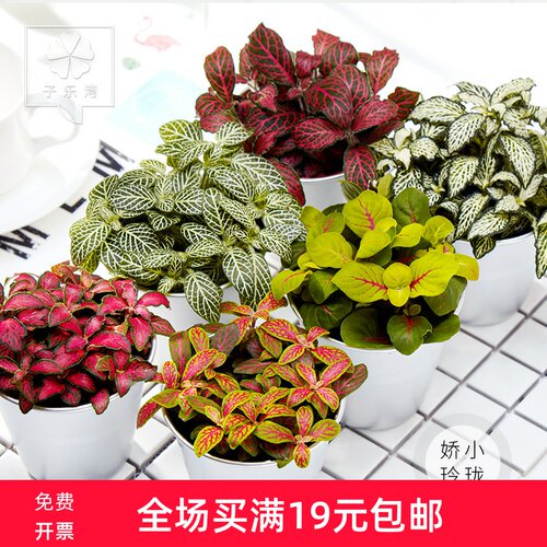 网纹草盆栽植物室内绿植森林火焰网纹草组合迷你植物微景观