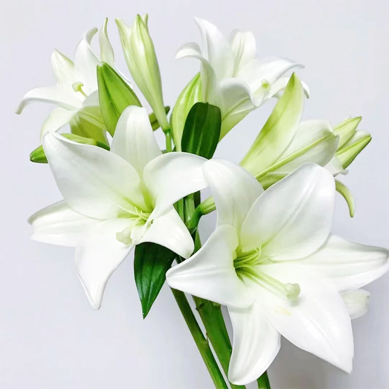 白色铁炮百合鲜花多头花束云南直发客厅家用水养插瓶花花束花苞大