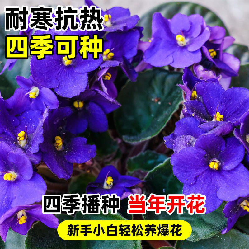 非洲堇种子天天开长春花种子花籽一年四季都开适合一年四季养的花图片