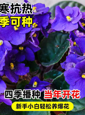 非洲堇种子天天开长春花种子花籽一年四季都开适合一年四季养的花