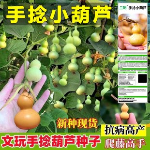 适各种合春天种的手捻小葫芦种子新型高产端蔬菜种子阳台观赏文玩