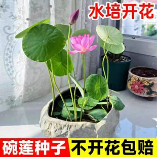春天天天开长春花适合水培碗莲花籽一年四季都开花养的花罕见种子