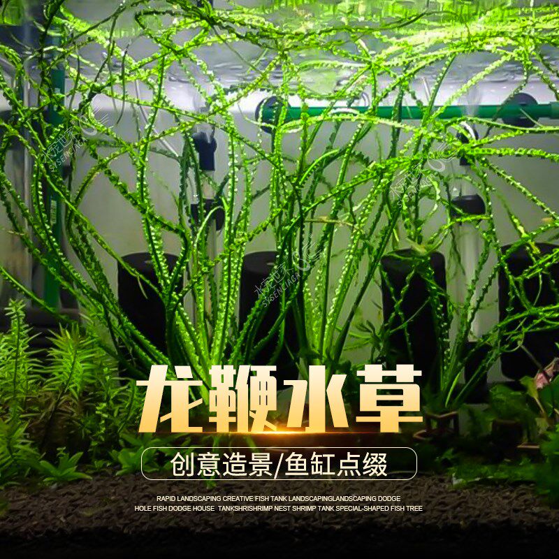 玻璃浪草气泡王草大型稀有水草大卷浪老虎椒草缸鱼缸造景后景好养