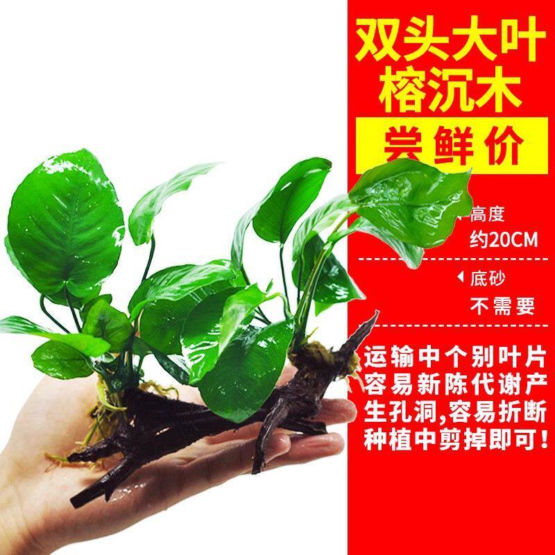 鱼缸水草植物真草造景套餐绿菊阴性蜈蚣冒泡莫斯前景新手水榕沉木