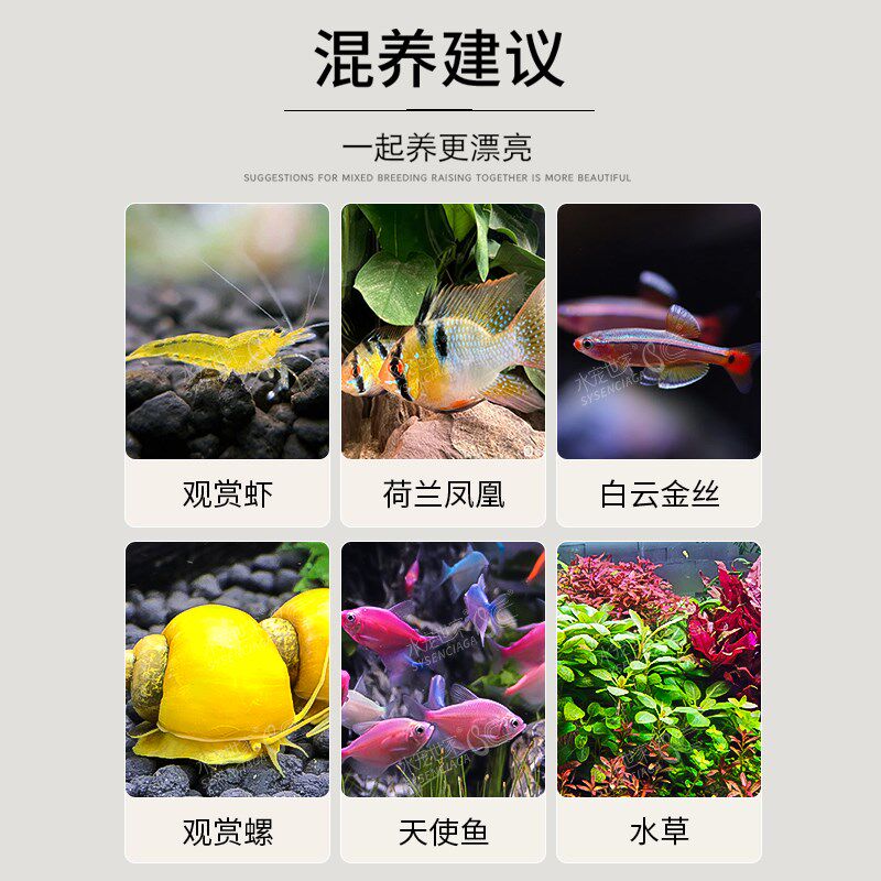 斯维尼关刀鱼南美食土鲷蓝宝石观赏鱼元宝凤凰鱼和尚红眼白子苗子