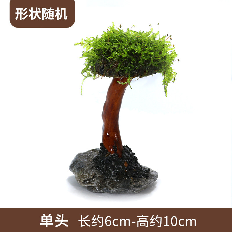 莫斯树成品生态鱼缸造景水草真草缸植物活莫斯装饰沉木套餐迎客松