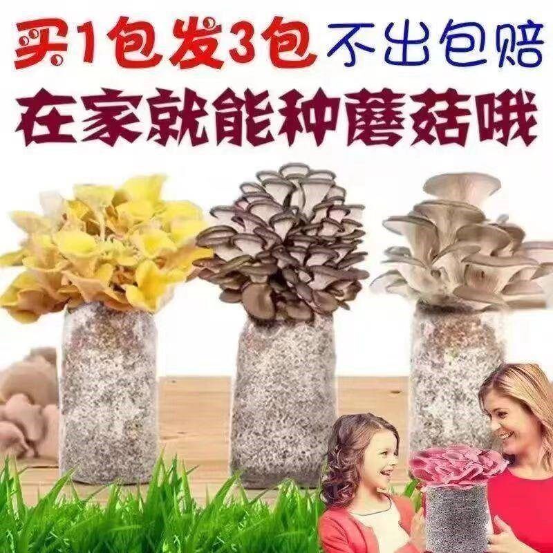 金针菇种植菌包银耳种植菌包磨姑菌种杏鲍菇种植包木耳家庭种植棒