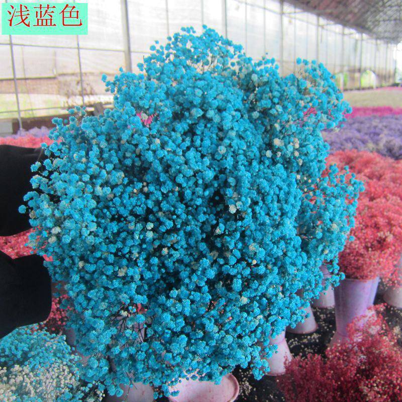 满天星满天星工厂直供永生花满天星伊洛斯云南干花花束
