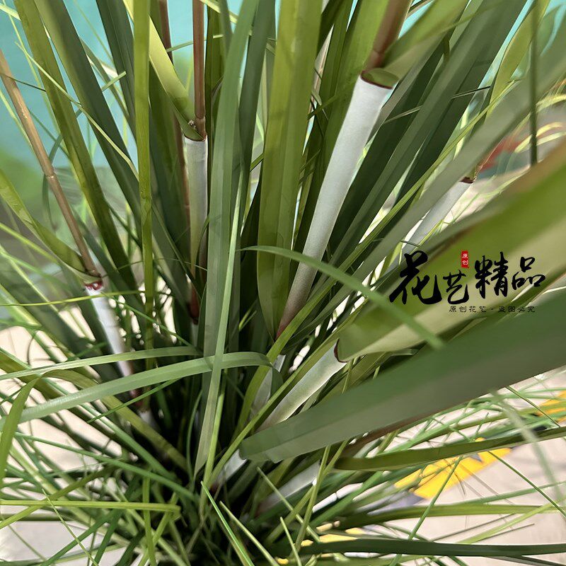 白色轻盈高品质造景花艺风铃花 铃兰草水草盆栽菖蒲橱窗家居摆放
