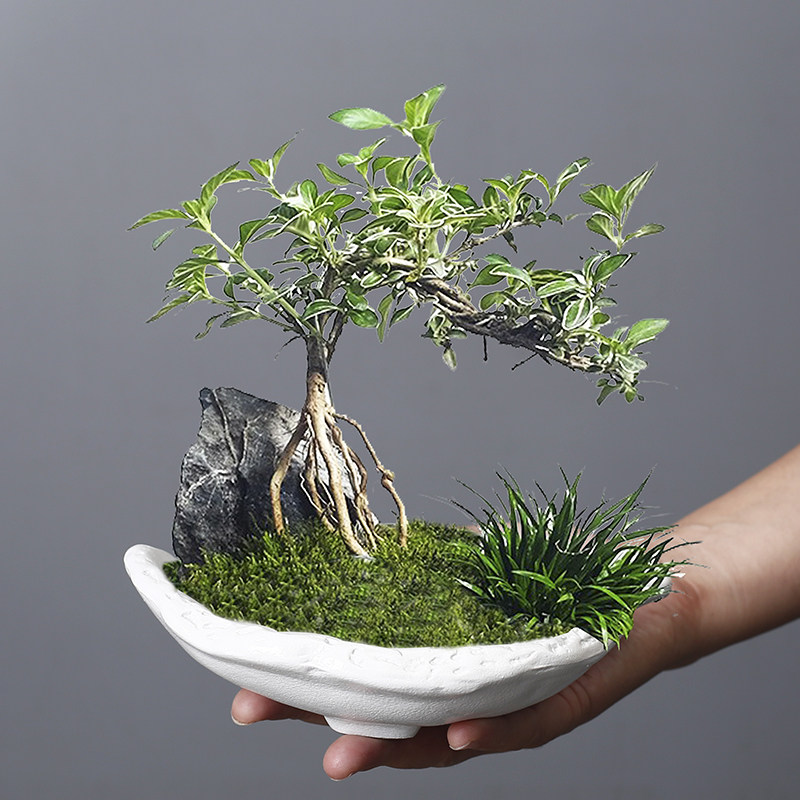 异形苔藓球小盆水培植物六月雪玫瑰盆赤楠袖珍椰子文竹蓬莱松菖蒲