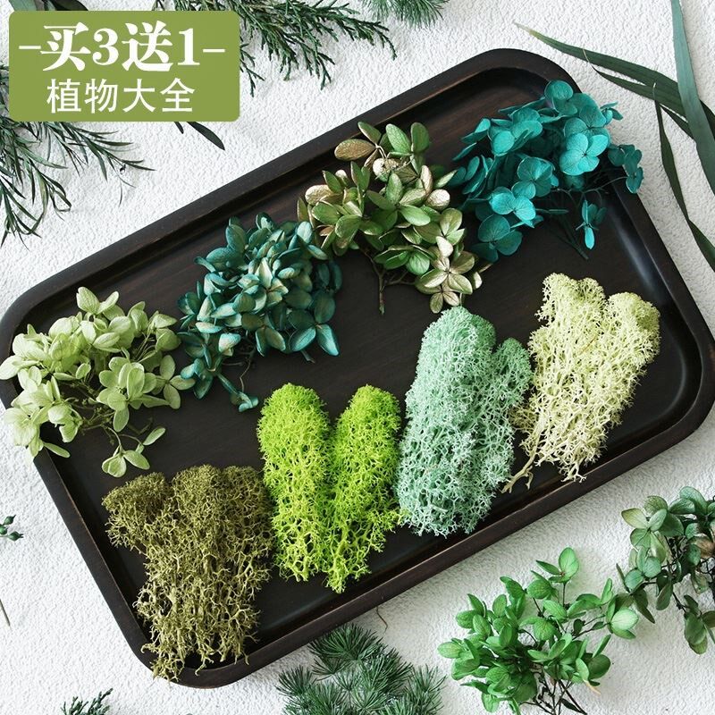 绿色永生花植物大全干花DIY材料叶子绣球水晶草翠扇手工制作相框